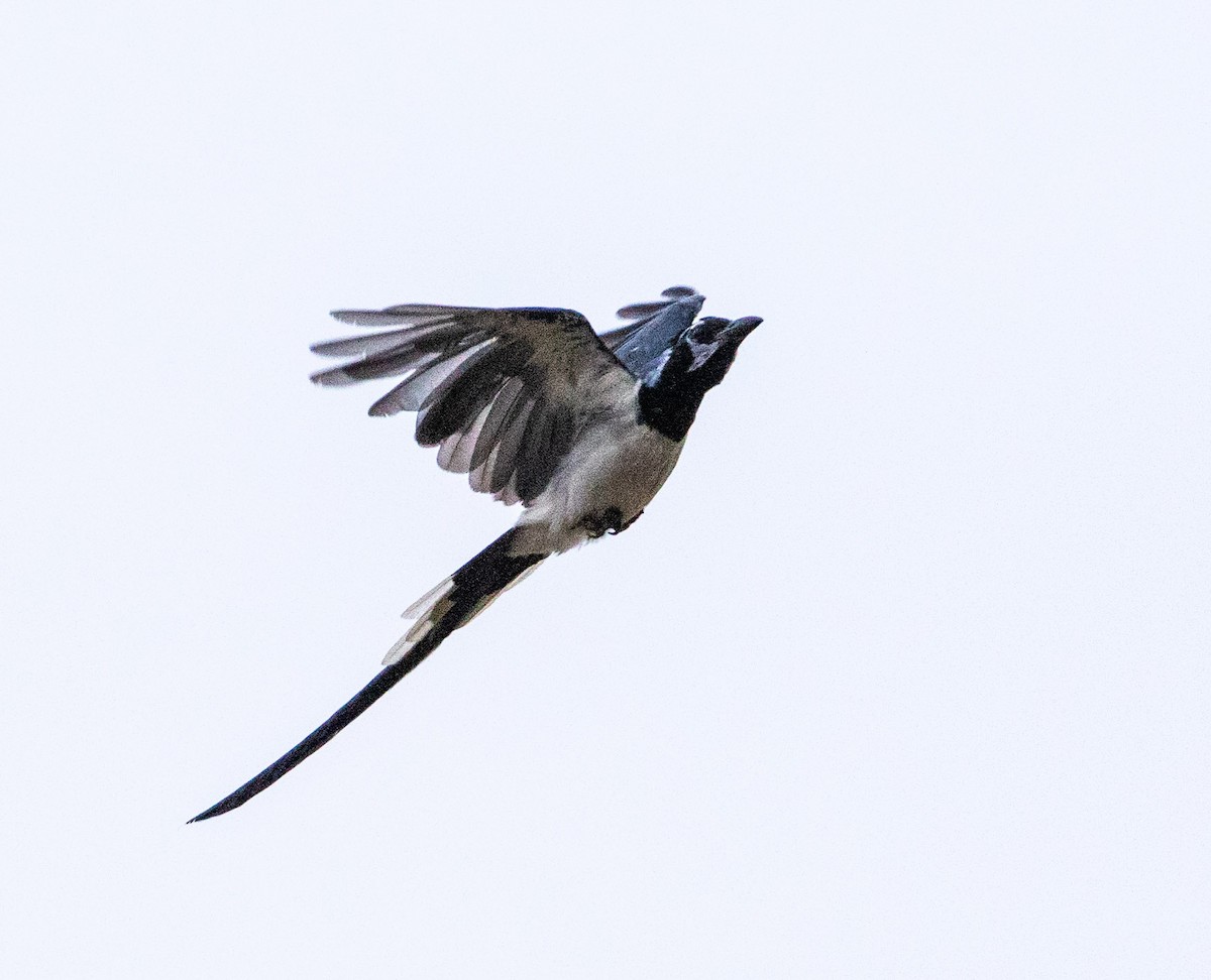 Black-throated Magpie-Jay - ML176687921