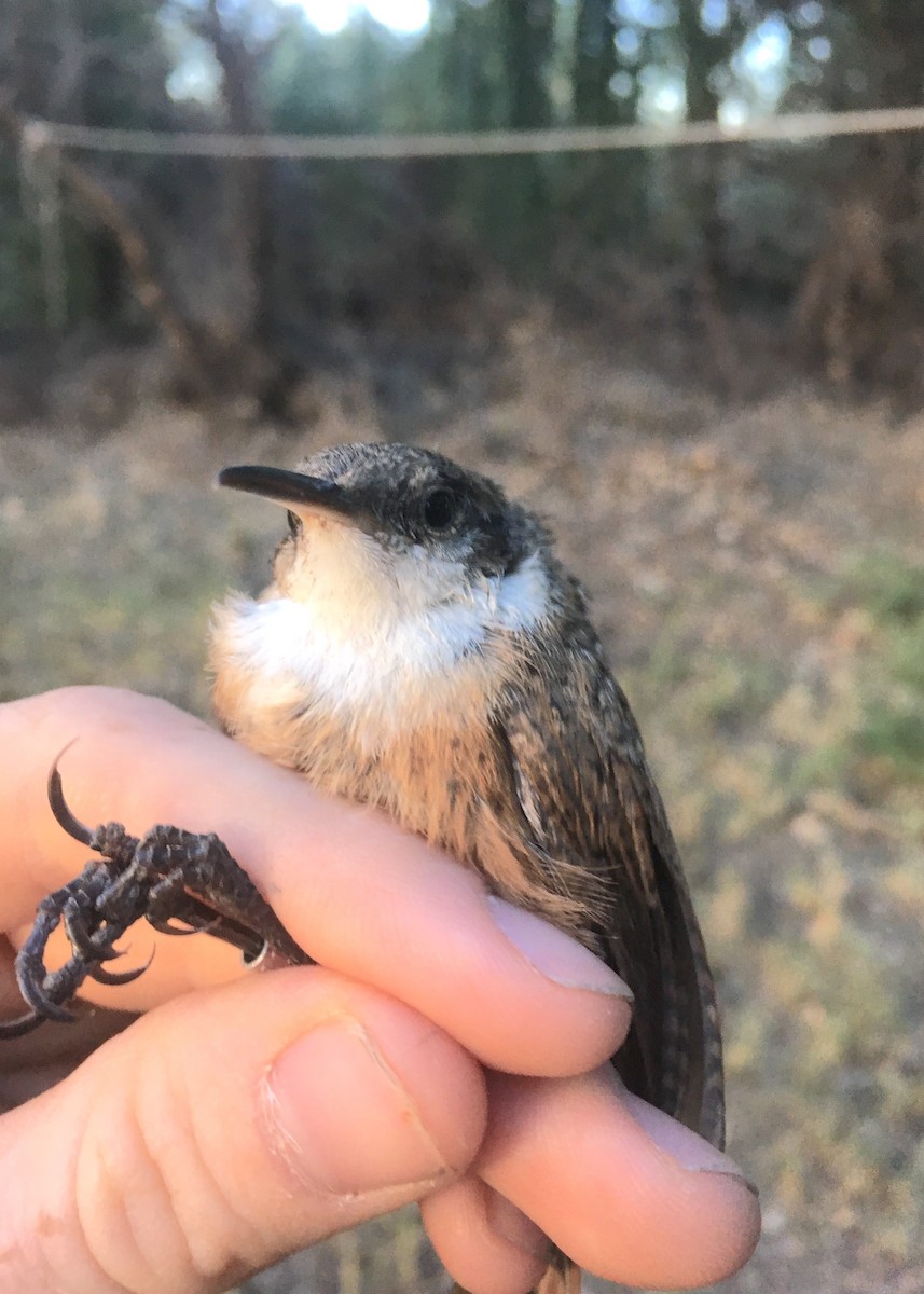 Canyon Wren - Robert Snowden