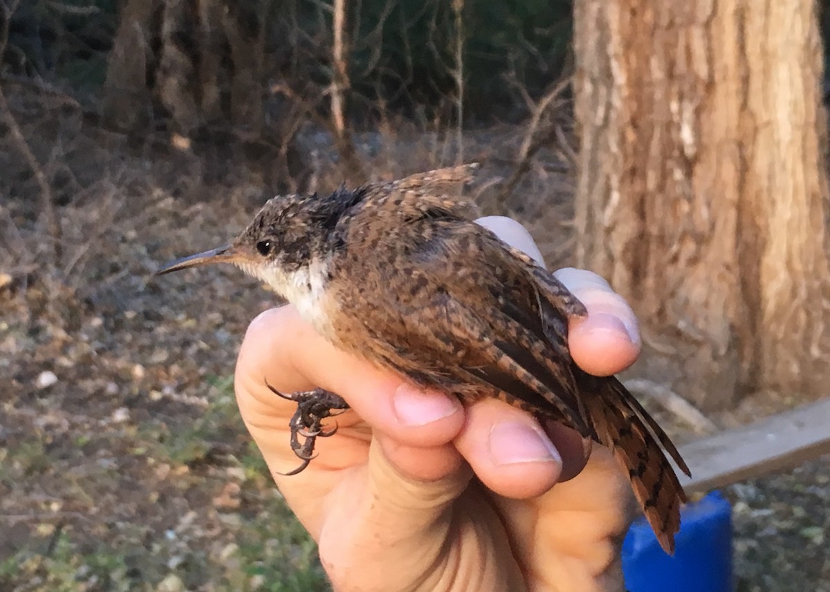 Canyon Wren - Robert Snowden