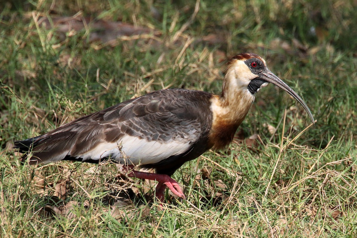 Buff-necked Ibis - ML176689331