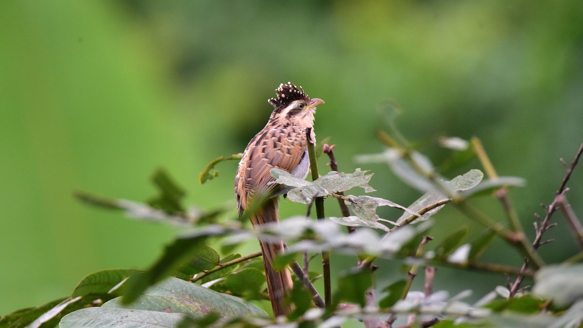 Striped Cuckoo - ML176689401