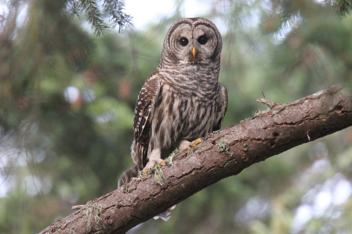 Barred Owl - ML176689901