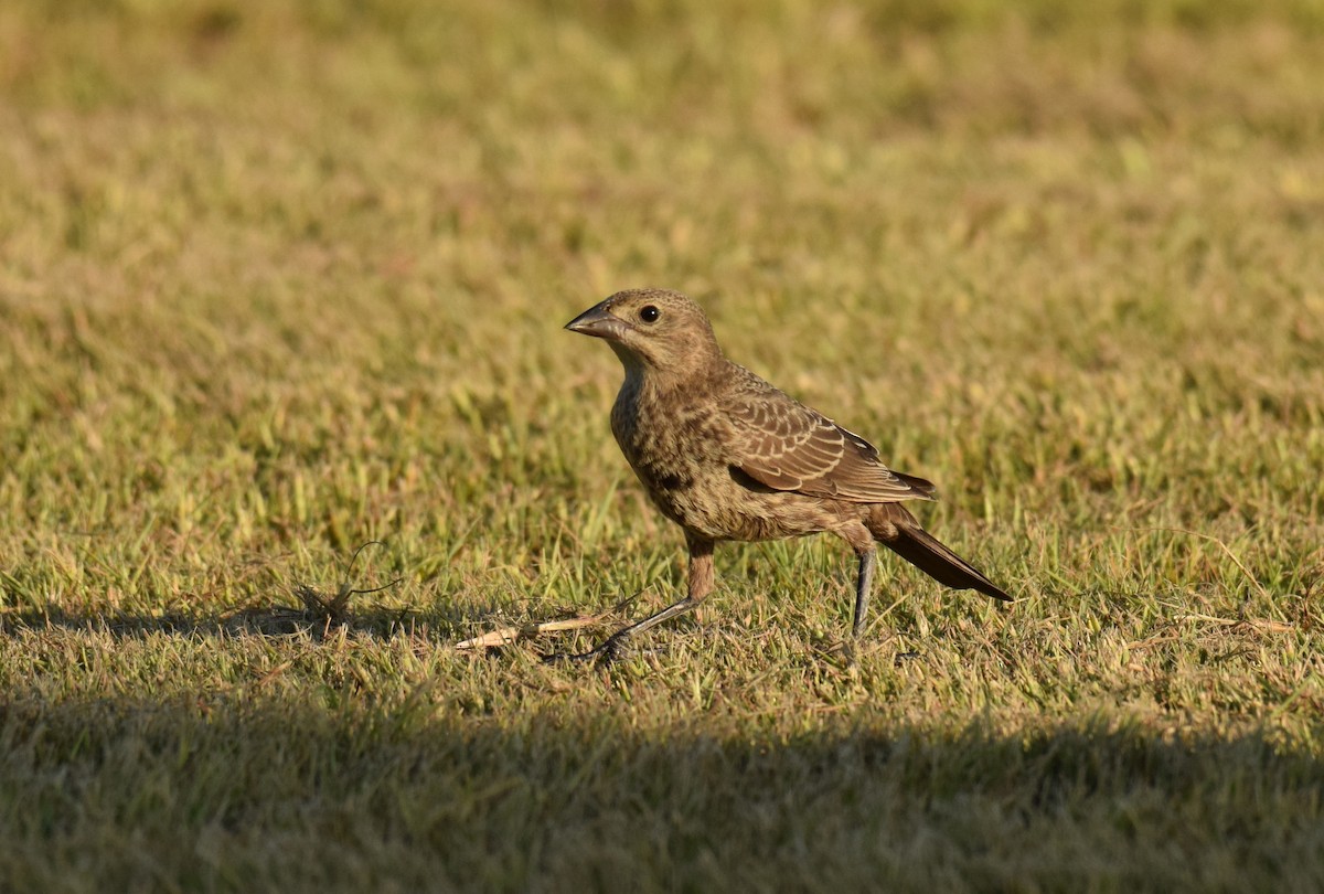 Brown-headed Cowbird - ML176694071