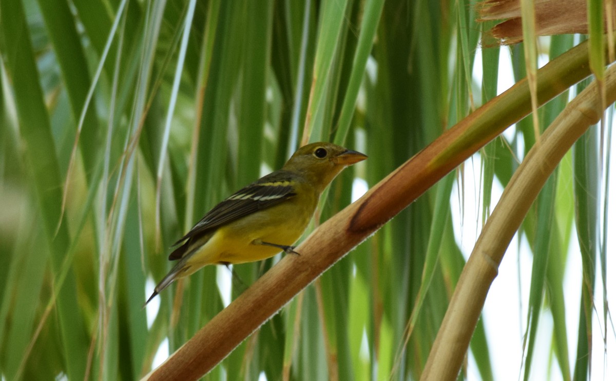 Western Tanager - ML176694161