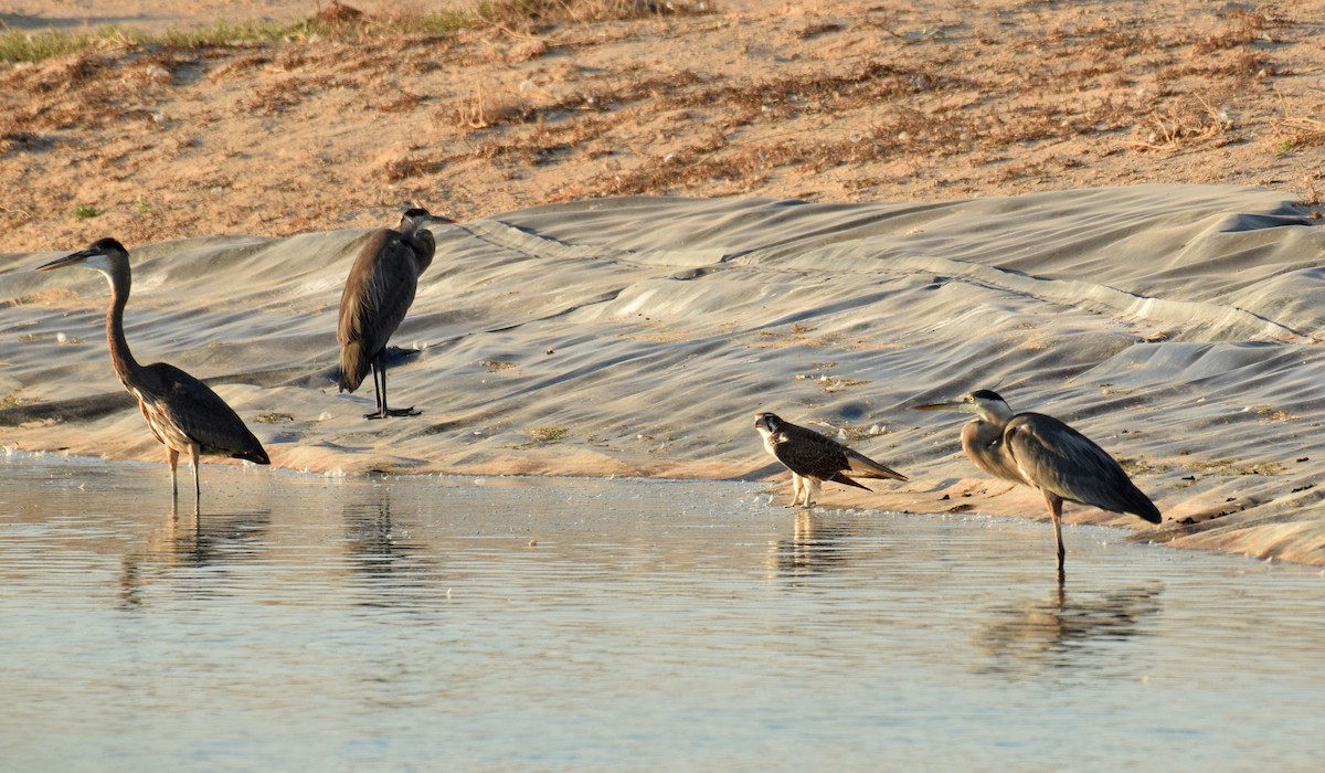 Prairie Falcon - ML176694291