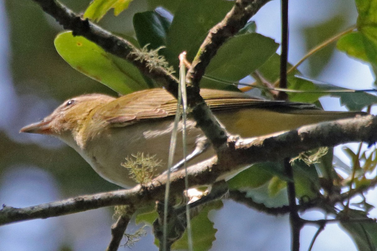 Red-eyed Vireo - ML176694351