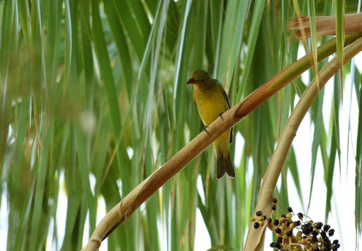 Western Tanager - ML176694491