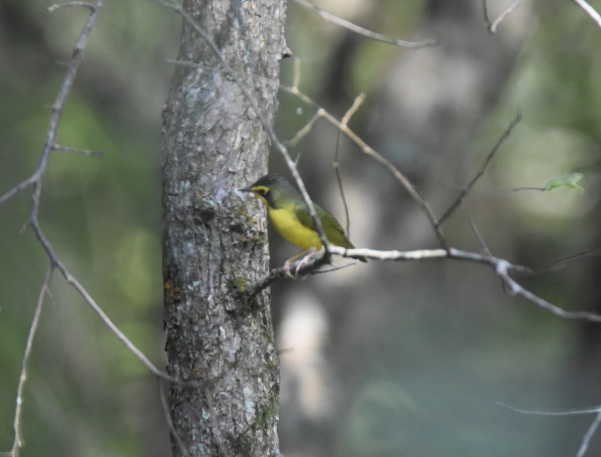Kentucky Warbler - Pete Monacell