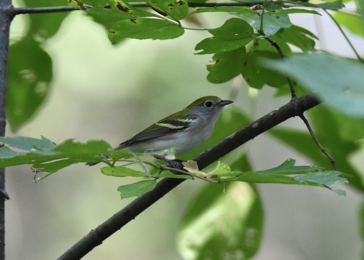 Chestnut-sided Warbler - Pete Monacell