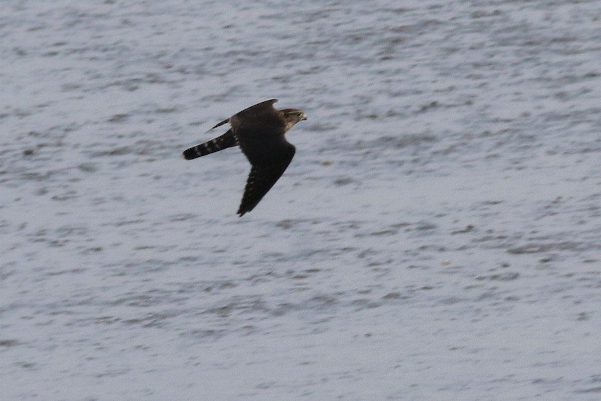 Хайргууна шонхор - ML176699991