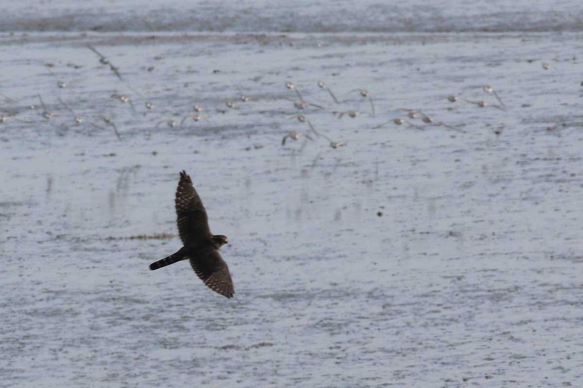 Хайргууна шонхор - ML176700021