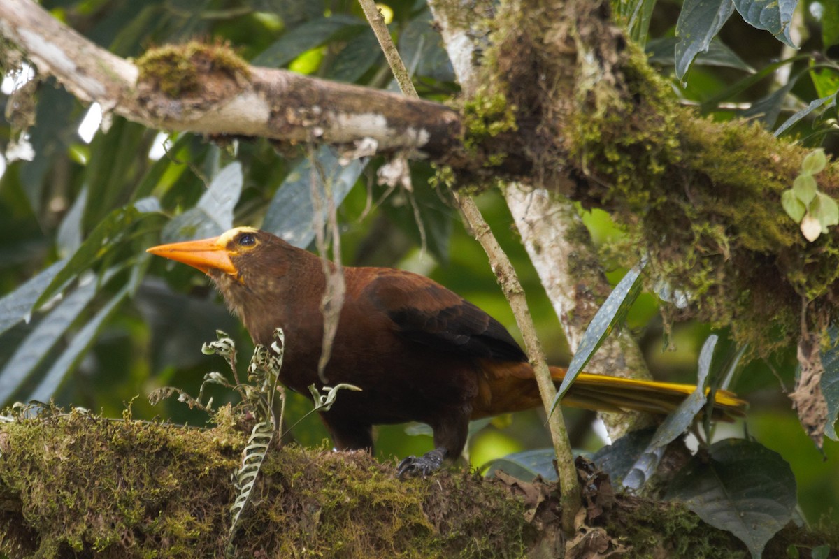 Russet-backed Oropendola - ML176700971