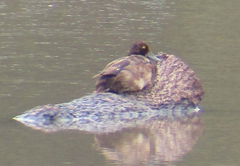 Greater/Lesser Scaup - Steve Nord