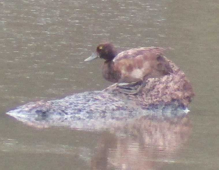 Greater/Lesser Scaup - ML176701011