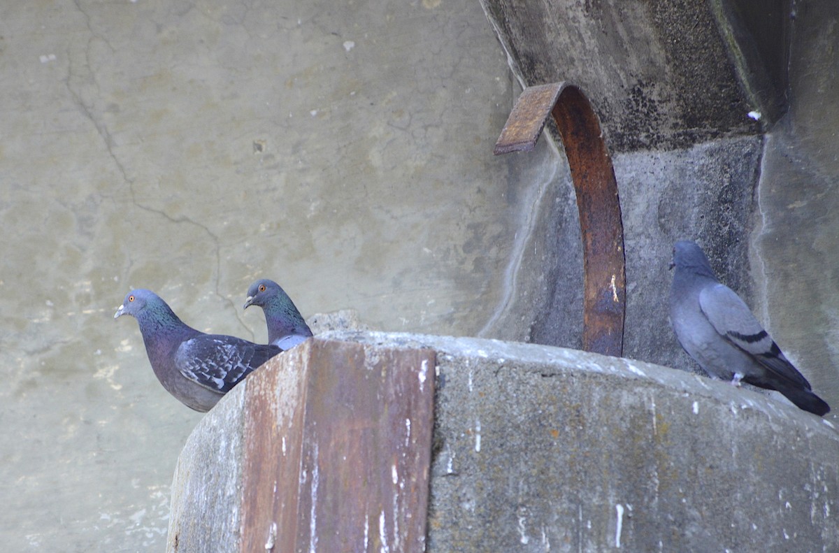 Rock Pigeon (Feral Pigeon) - ML176701571