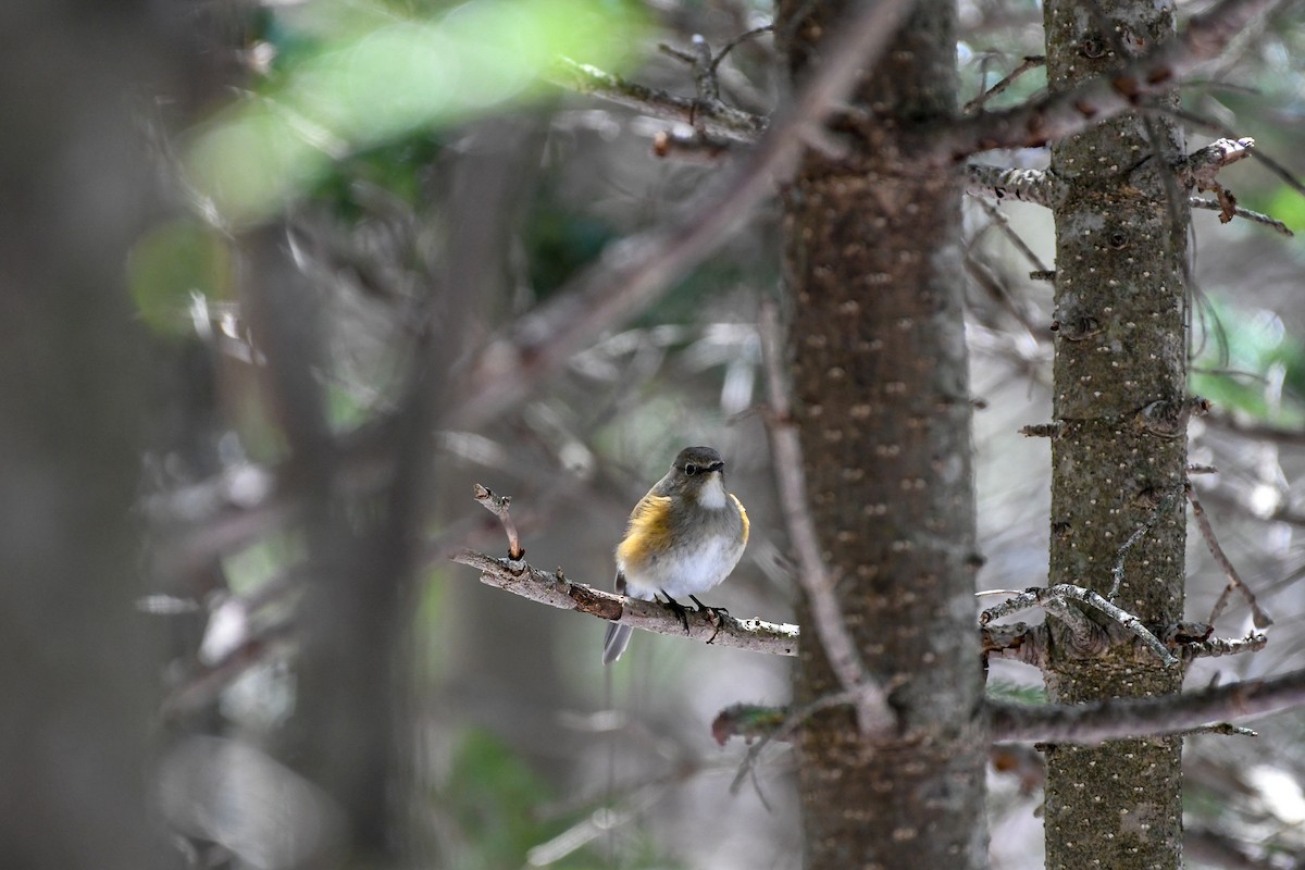 Red-flanked Bluetail - ML176701821