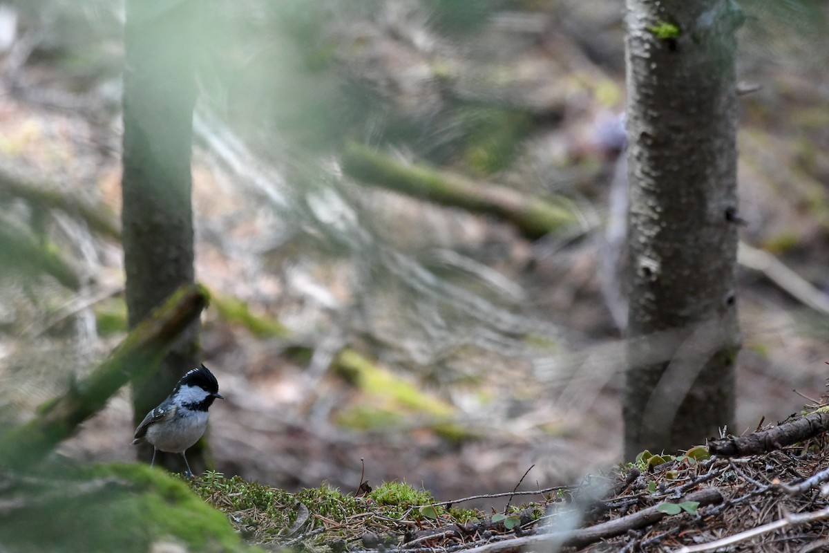 Coal Tit - Richard Littauer