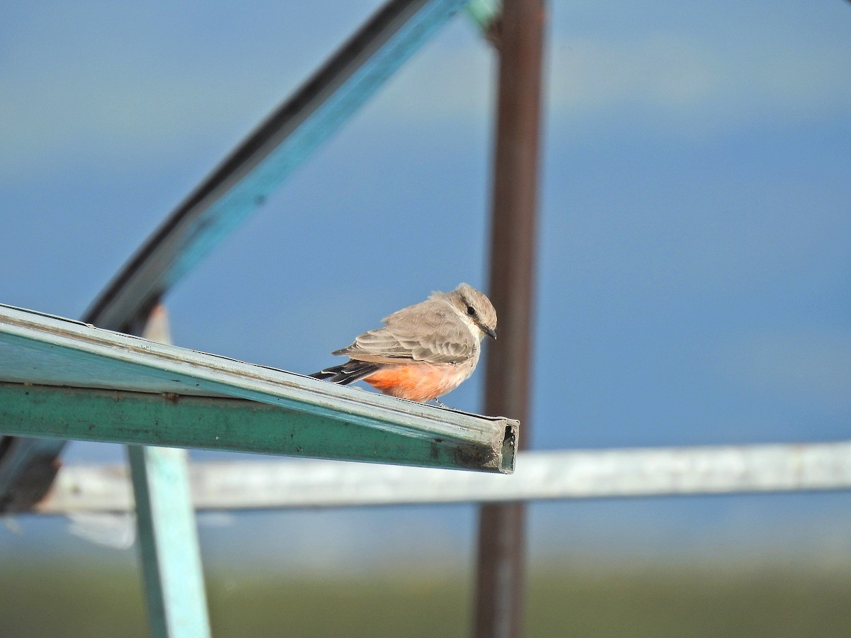 Vermilion Flycatcher (Northern) - ML176702461