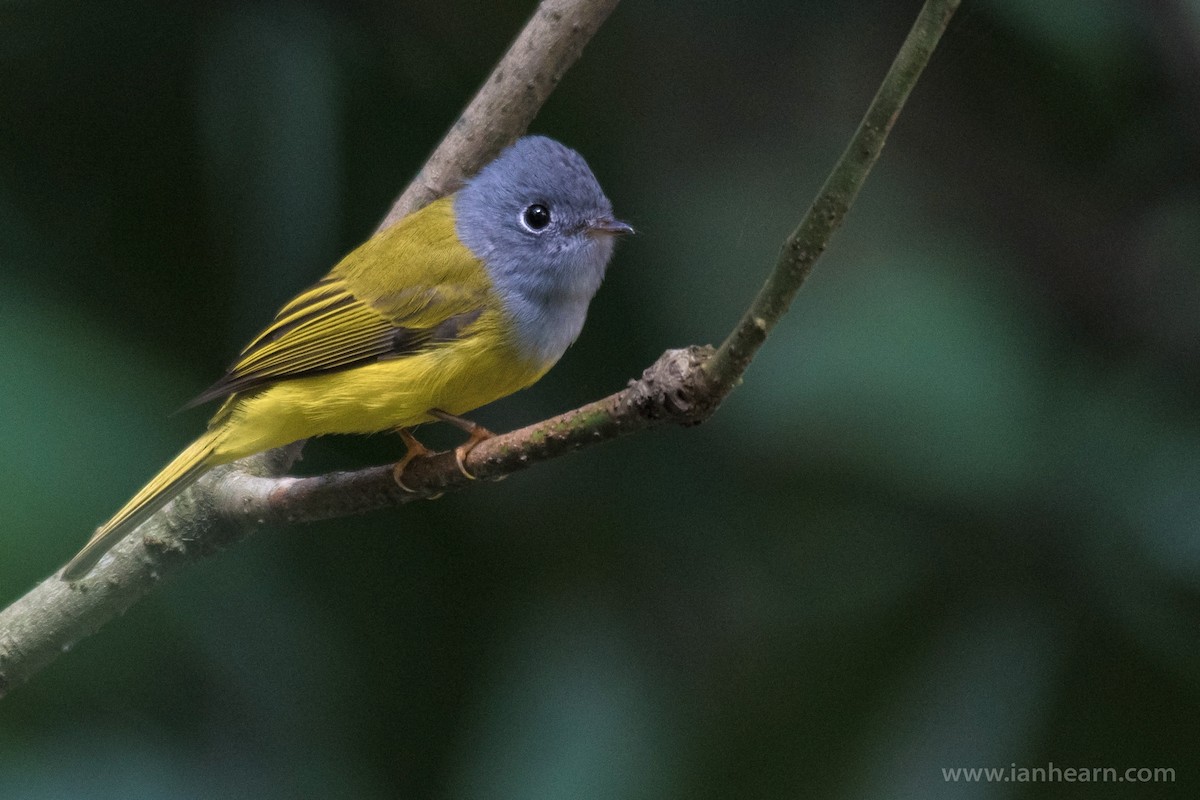 Gray-headed Canary-Flycatcher - ML176702491