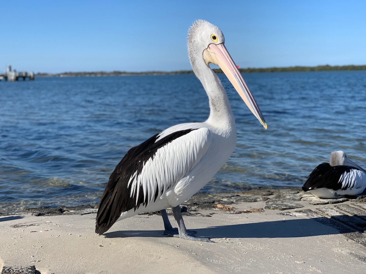 pelikán australský - ML176704421