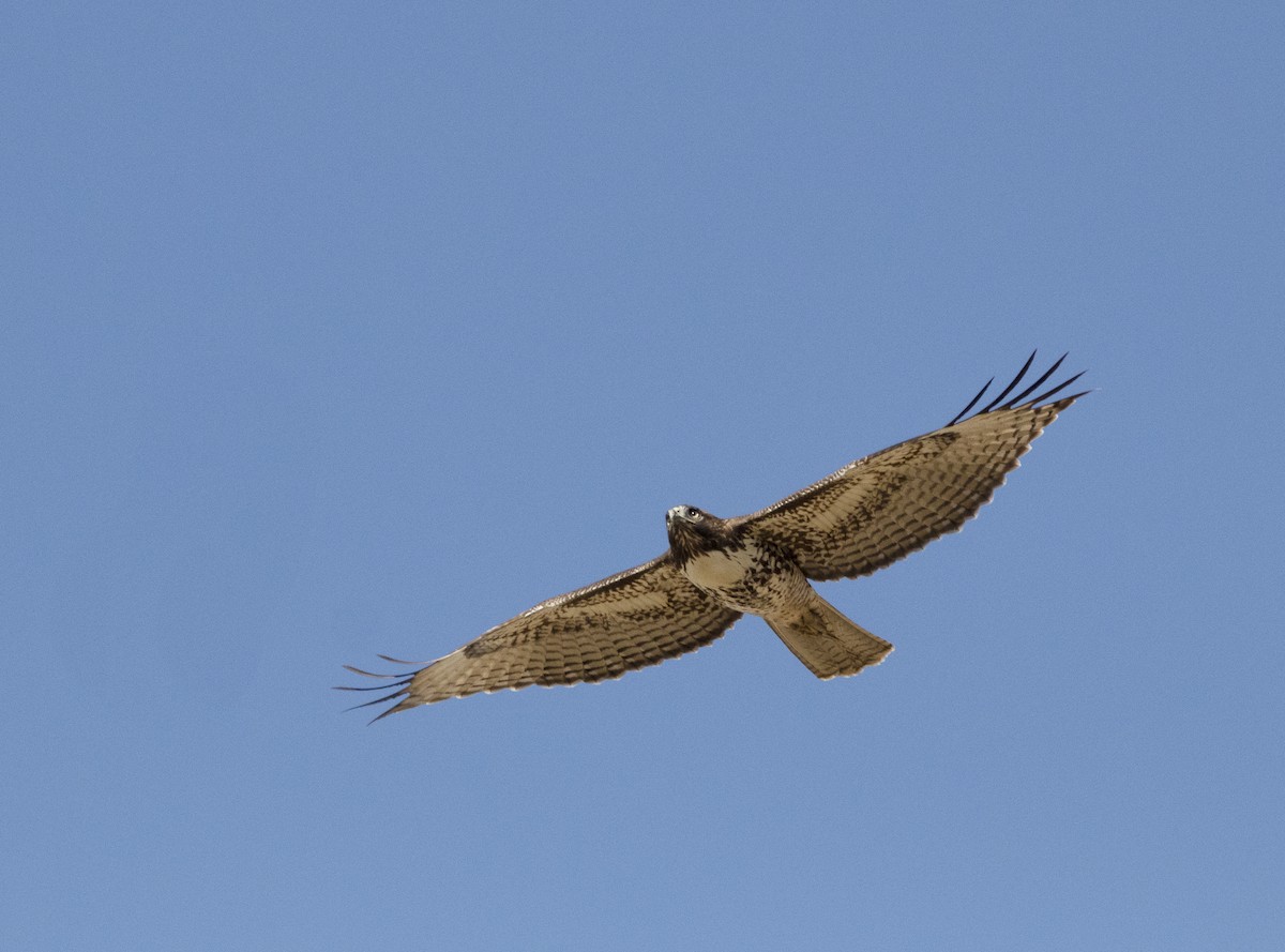 Red-tailed Hawk - ML176705091