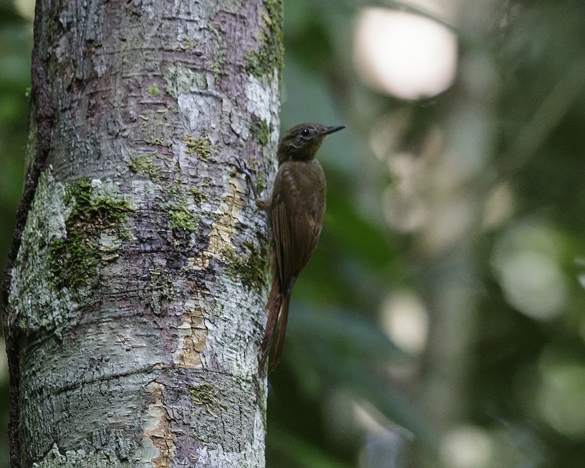 Spot-throated Woodcreeper - ML176705231