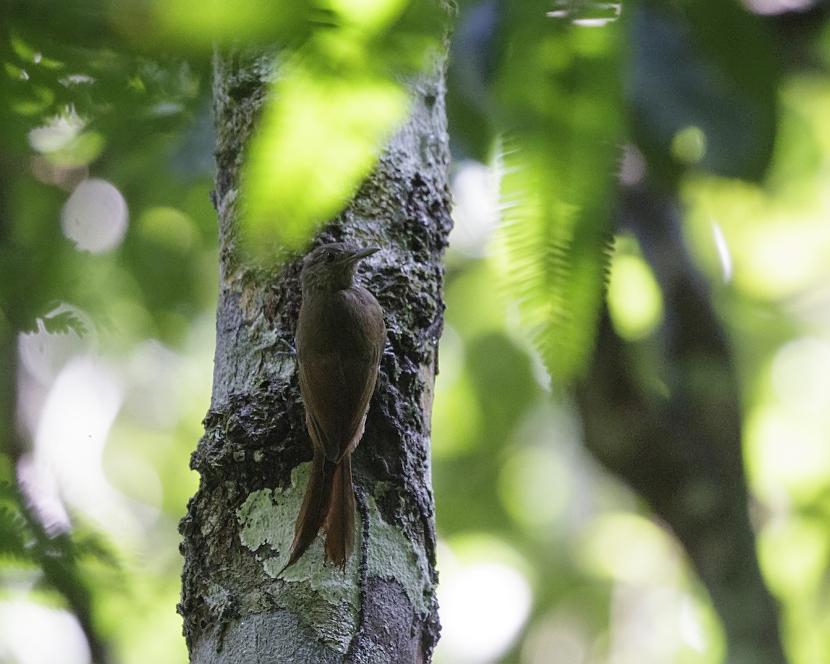 Spot-throated Woodcreeper - ML176705241