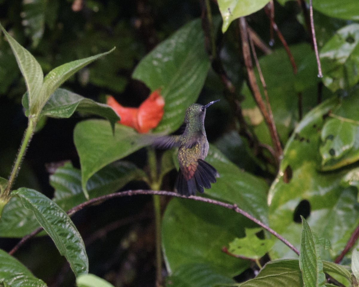 kolibřík nymfový - ML176705671