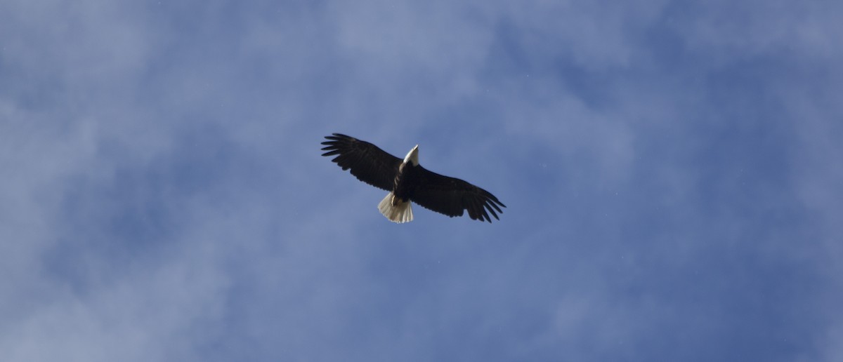 Bald Eagle - Anonymous