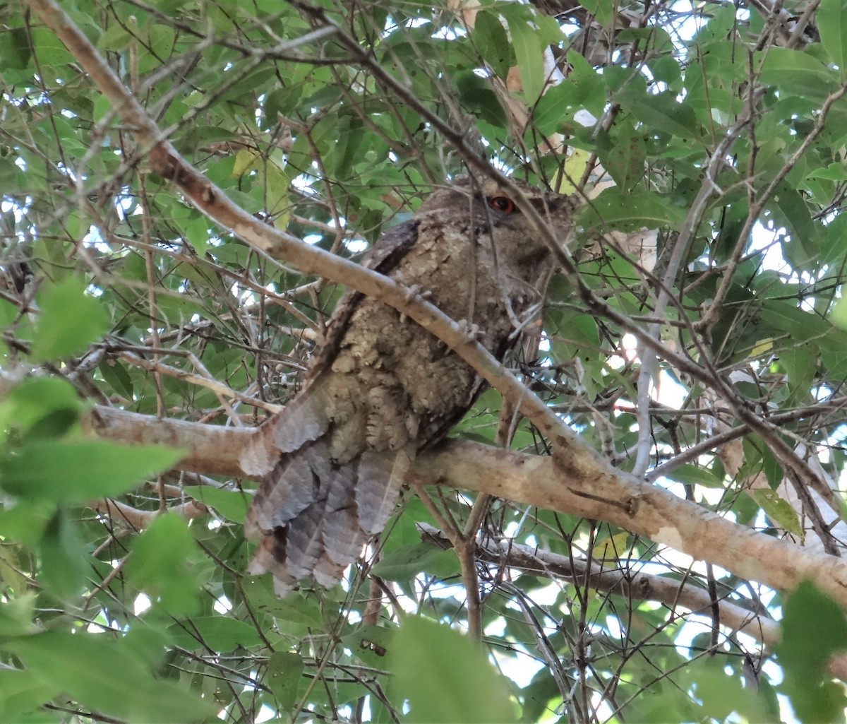 Marbled Frogmouth - ML176708021