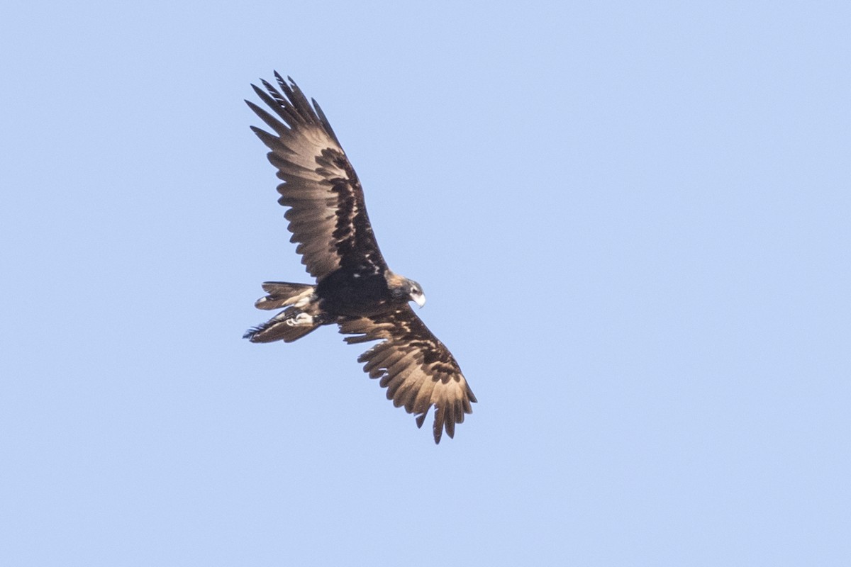 Wedge-tailed Eagle - Robert Lockett