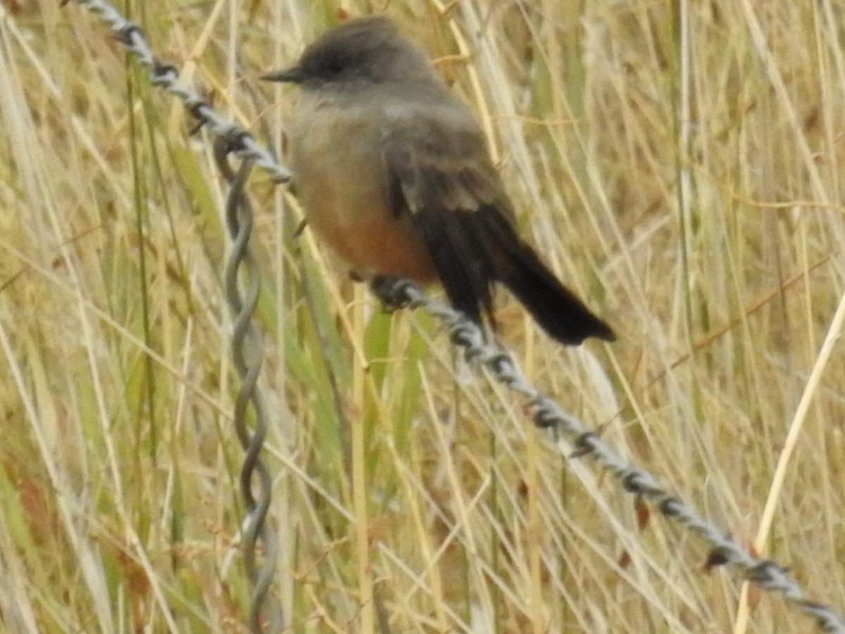 Say's Phoebe - Tina Toth