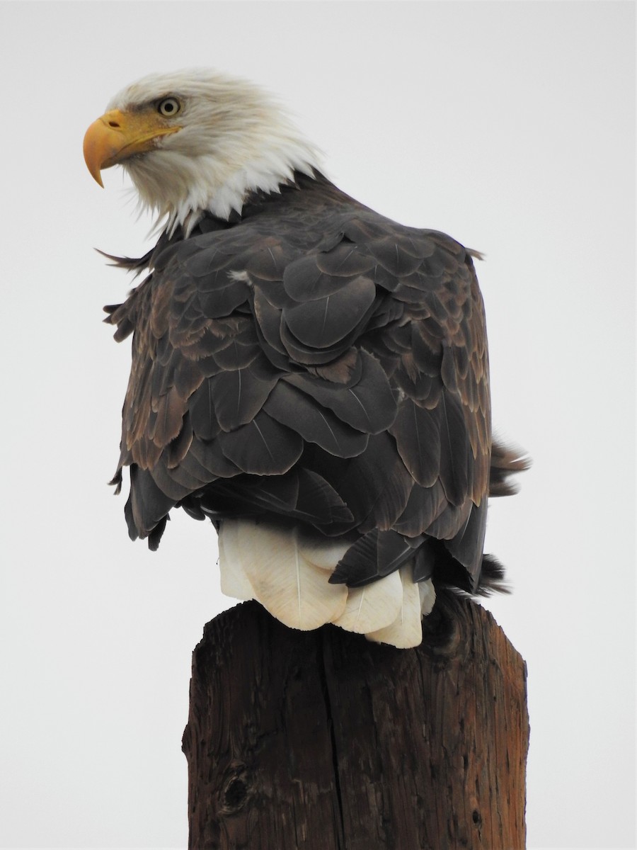 Bald Eagle - ML176708881