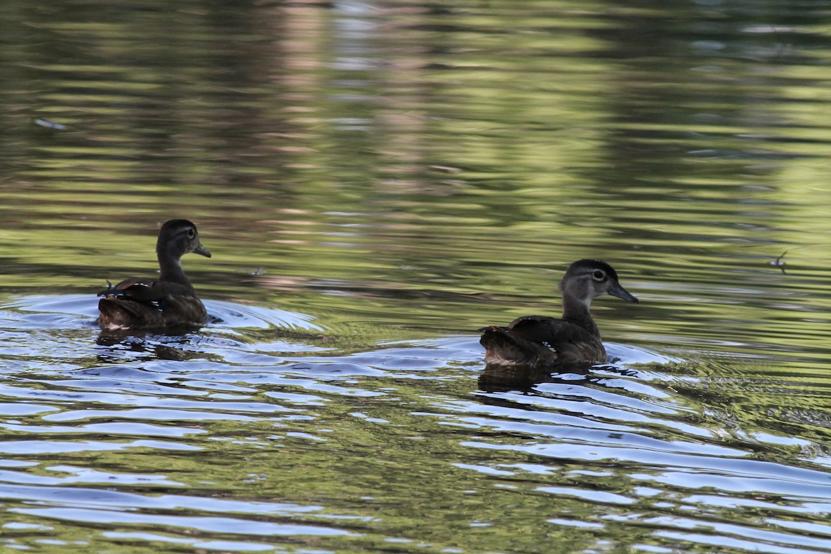 Wood Duck - ML176714431