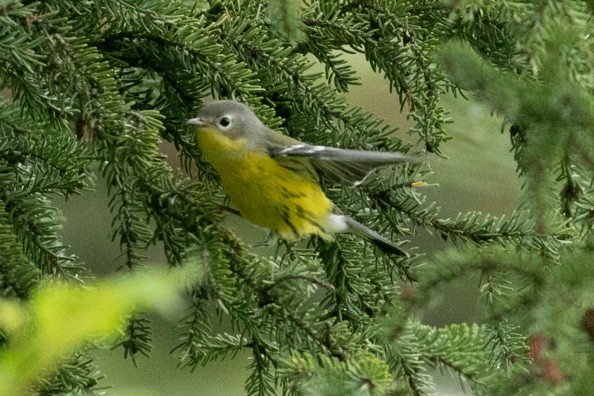 Magnolia Warbler - ML176717901