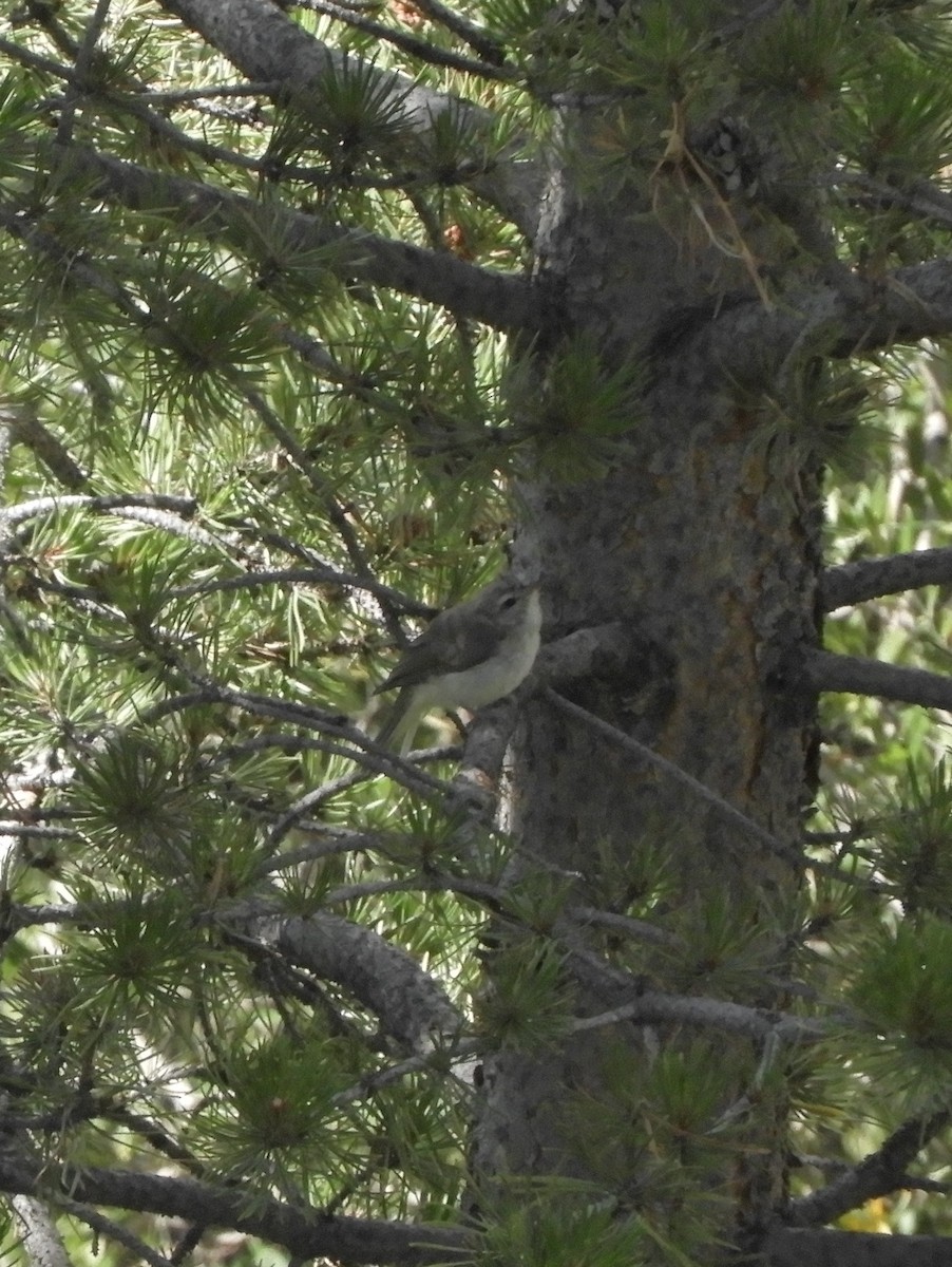 Warbling Vireo - ML176719341