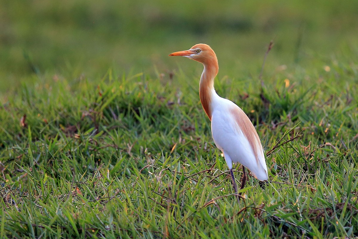 Eastern Cattle Egret - Cristina Baccino