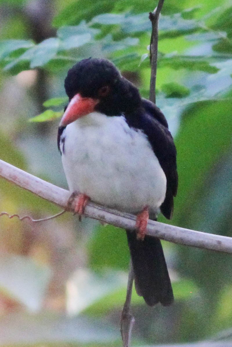 White-rumped Kingfisher - ML176720641