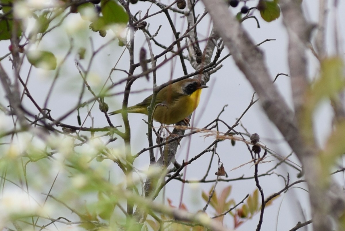 Common Yellowthroat - ML176721351