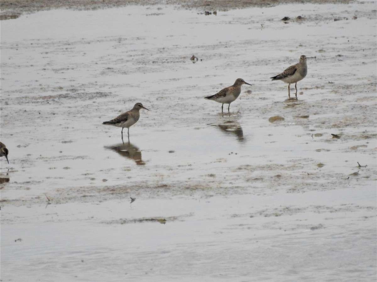 Pectoral Sandpiper - ML176722071