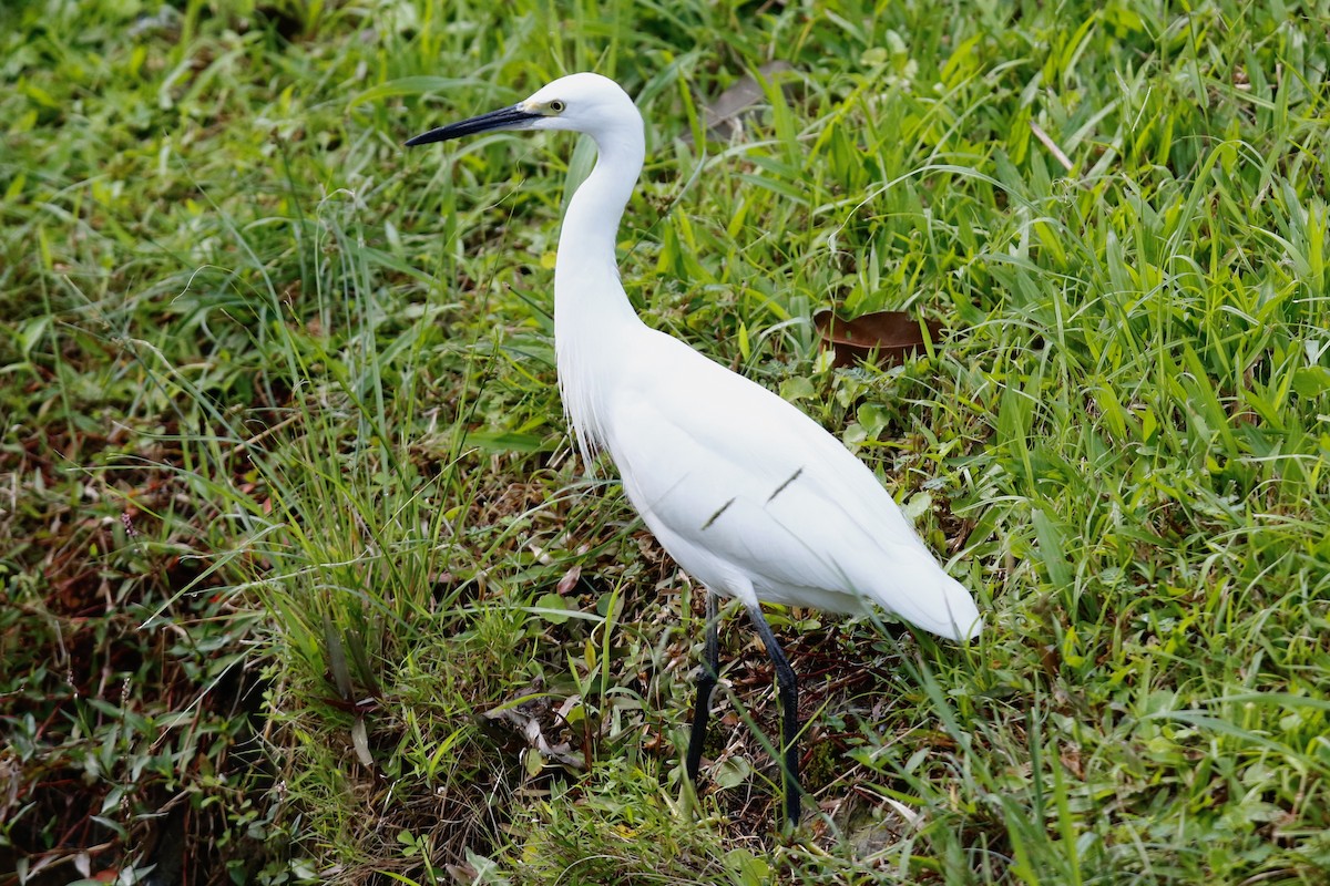 Little Egret - ML176723161