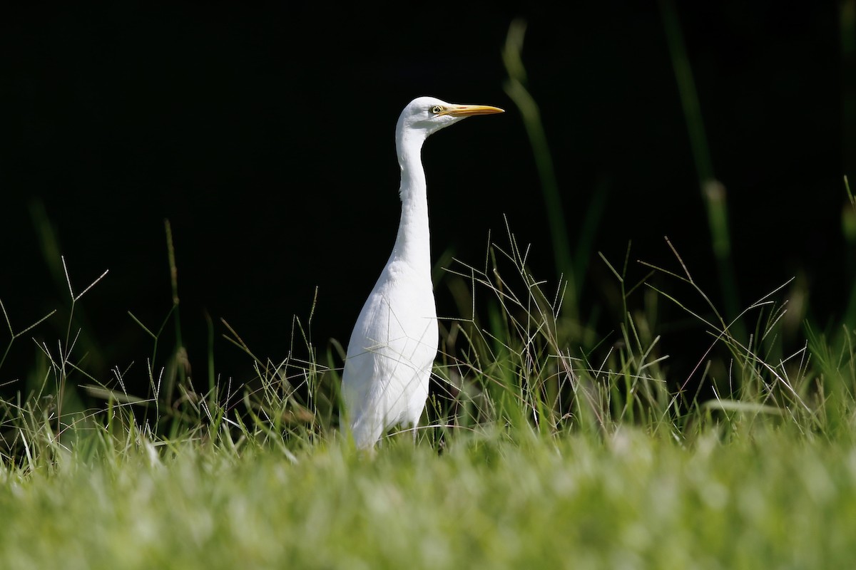 Eastern Cattle Egret - Marcus Nygards