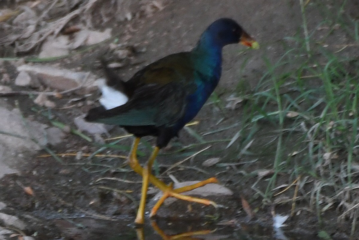 Purple Gallinule - Max Leibowitz