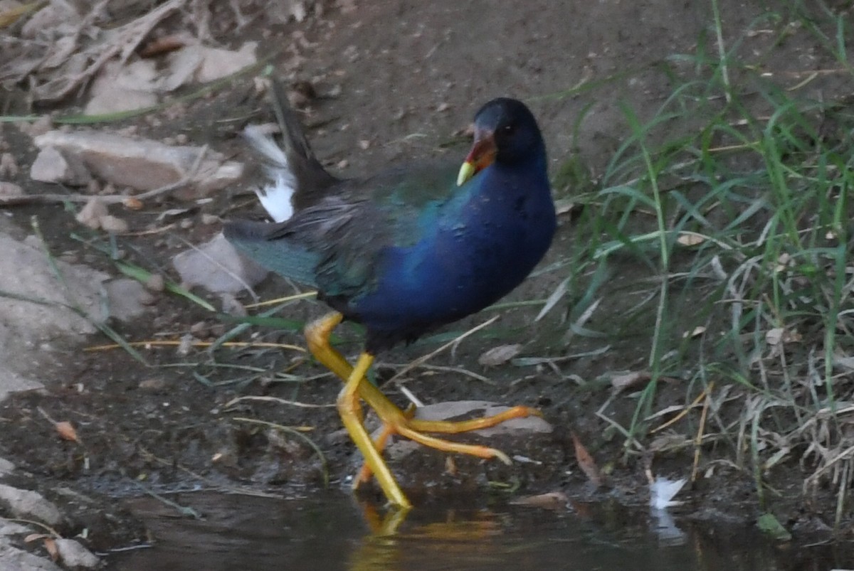 Purple Gallinule - ML176723301