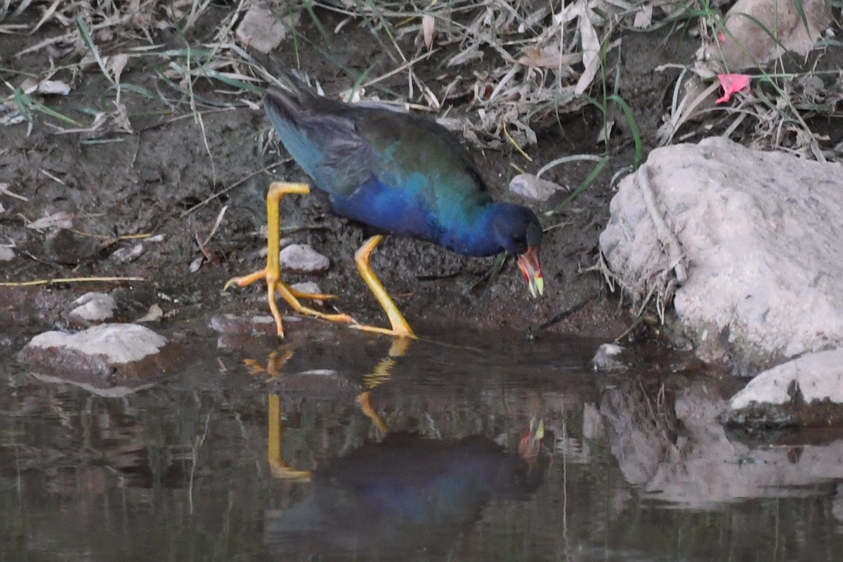 Purple Gallinule - ML176723311