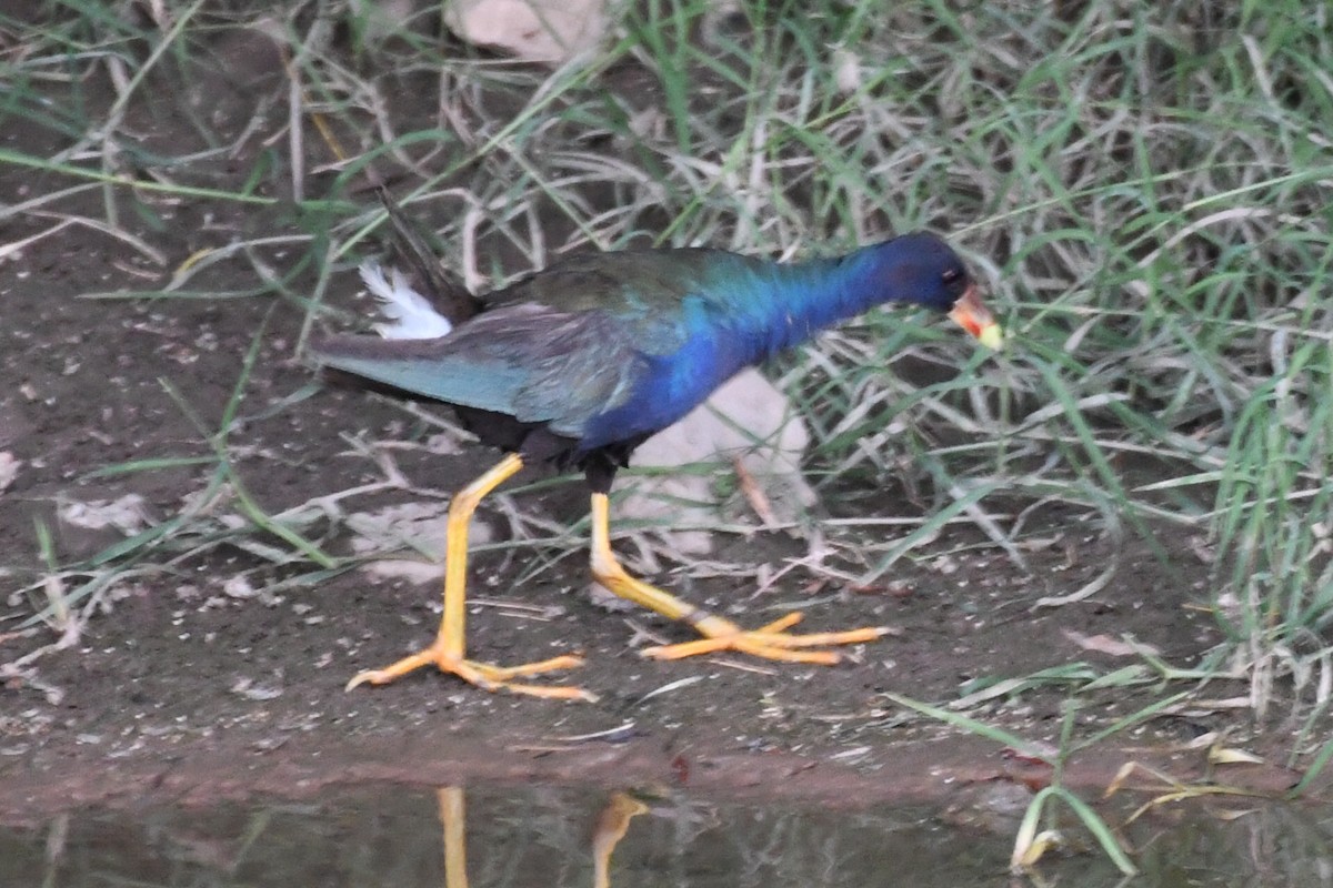 Purple Gallinule - Max Leibowitz