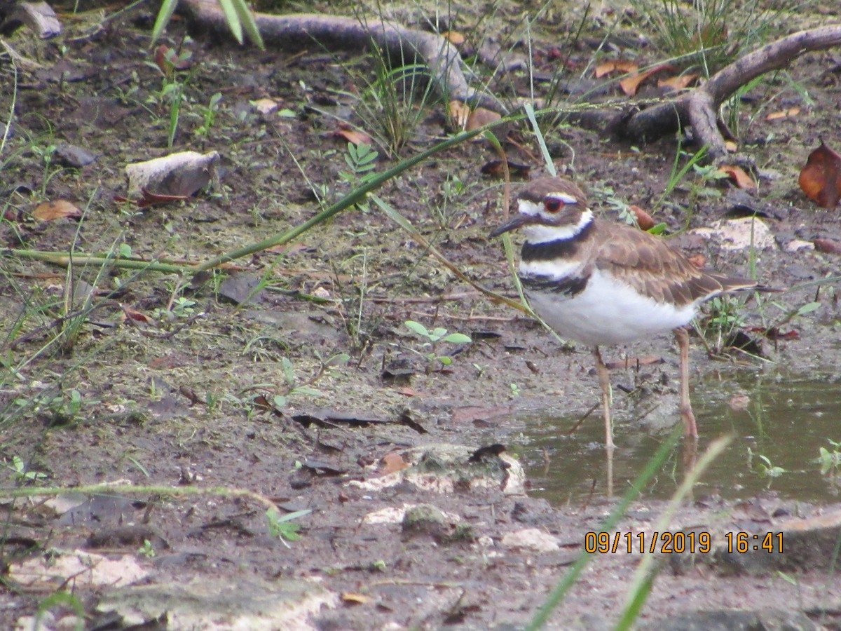 Killdeer - Vivian F. Moultrie