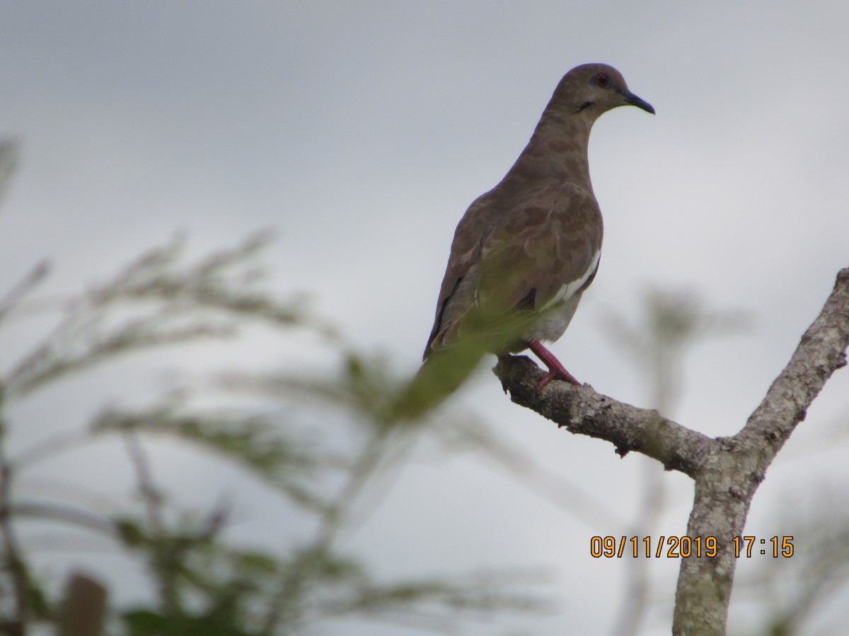 White-winged Dove - Vivian F. Moultrie