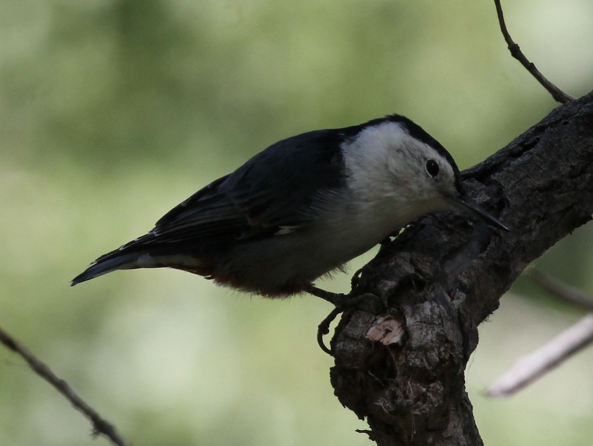 White-breasted Nuthatch - ML176724461