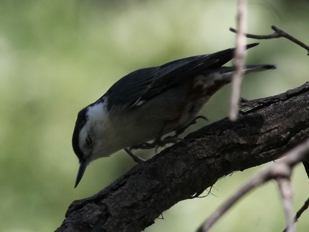 White-breasted Nuthatch - ML176724471